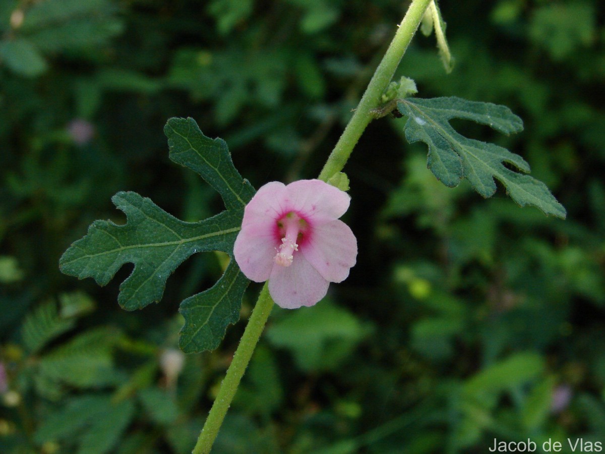Urena lobata subsp. sinuata (L.) Borss.Waalk.
